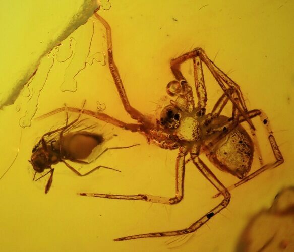 Fossil Spider (Aranea) & Fly (Diptera) In Baltic Amber #45142